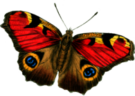 Red Yellow Butterfly
