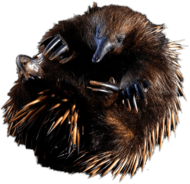 Rolled up Short-beaked Echidna