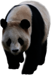 Walking Panda