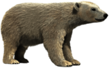 Polar Bear 3D Model
