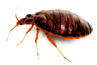 Large Bed Bug
