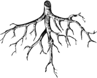 Roots Illustration