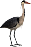 Grey Heron