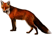 Fox Left