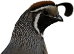 Quail Head