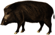 Boar Illustration