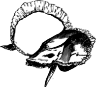 Temporal Bones Inner View
