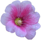 Pink Hollyhock