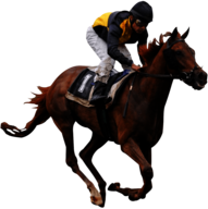 Race Horse