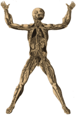 Tabulae Anatomicae 1728, a drawing by Barth. Eustachius