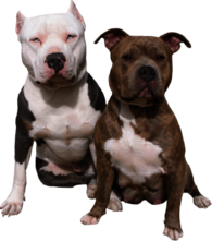 Pitbull Duo