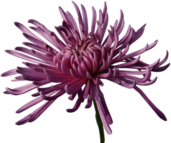Open Chrysanthemum