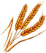 Wheat Spikes Illustration