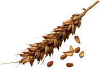 Wheat Spike