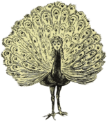 Lovely Woman Peacock