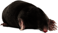 Mole
