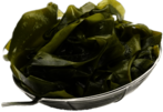 Fresh Seaweed