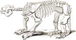 Megatherium Skeleton