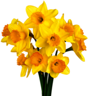 Daffodil Bunch