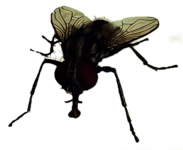 Fly Close Up