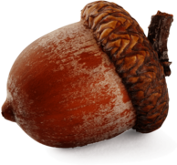 Large Acorn