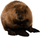Cute Beaver