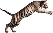 Jumping White Tiger