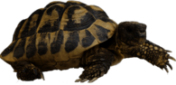 Hermann's Tortoise Walking
