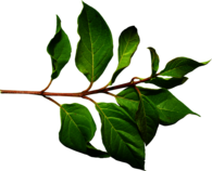 Branch Green Leaf