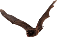 Bat Large Wings
