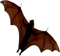 Bat Open Wings From Below