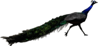 Peacock Running