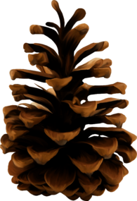 Pine Cone Illustration