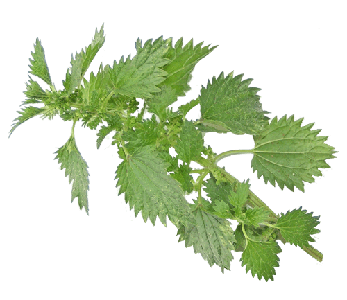 Nettle Branch