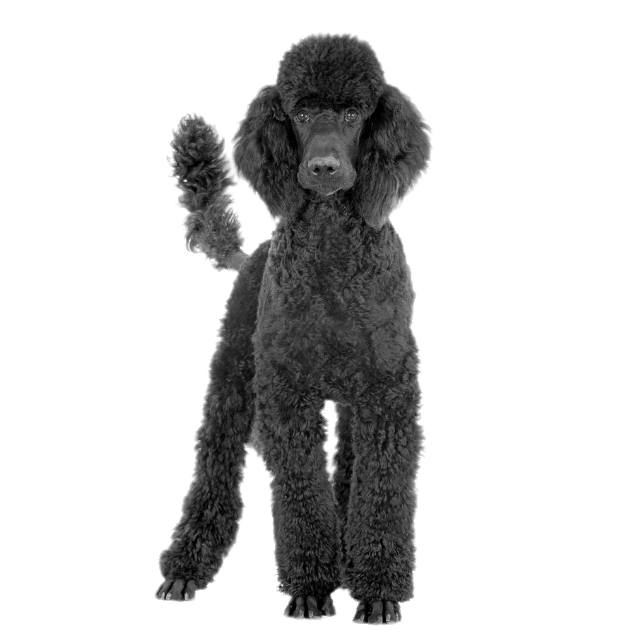 Black Poodle