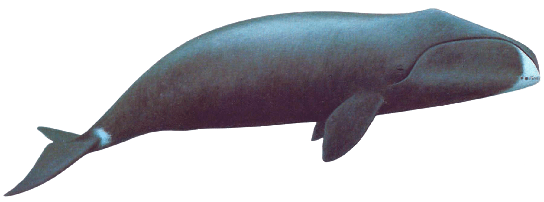 Bowhead Whale