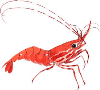Shrimp Clipart