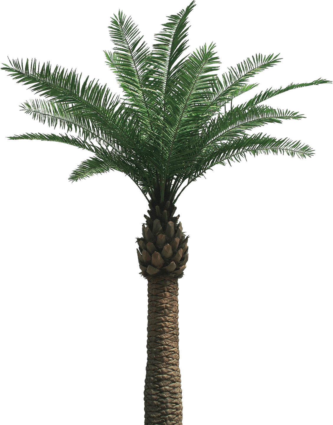 Large Palm Tree