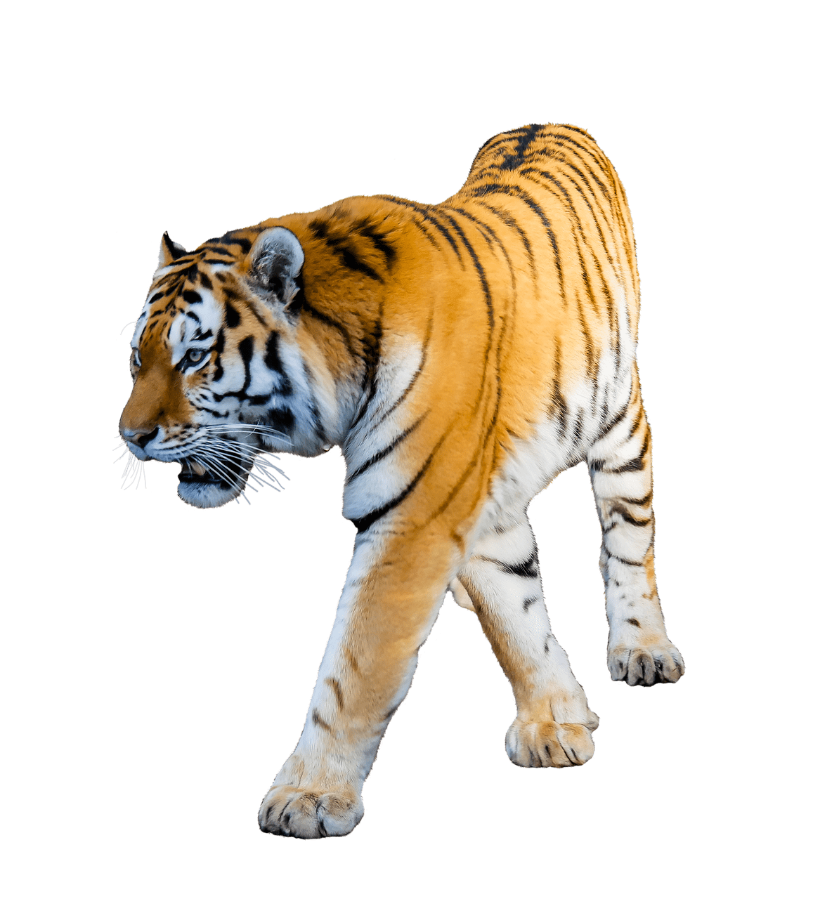 Tiger Walking