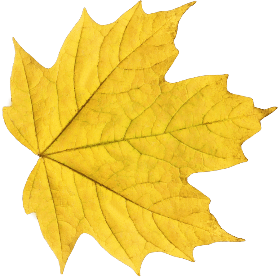 Yellow Maple Leaf