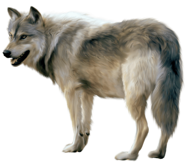 Wolf Sideview