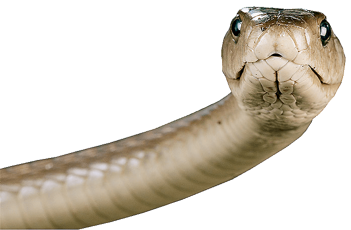 Head Snake