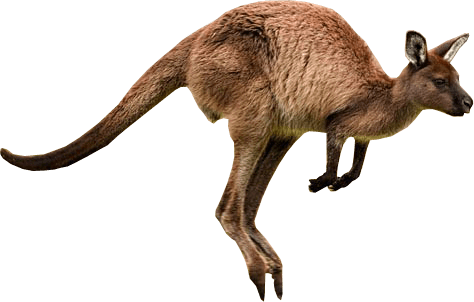 Kangaroo Jumps