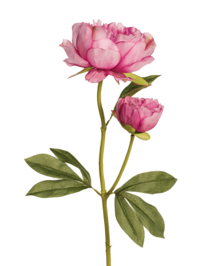 Two Pink Peonies