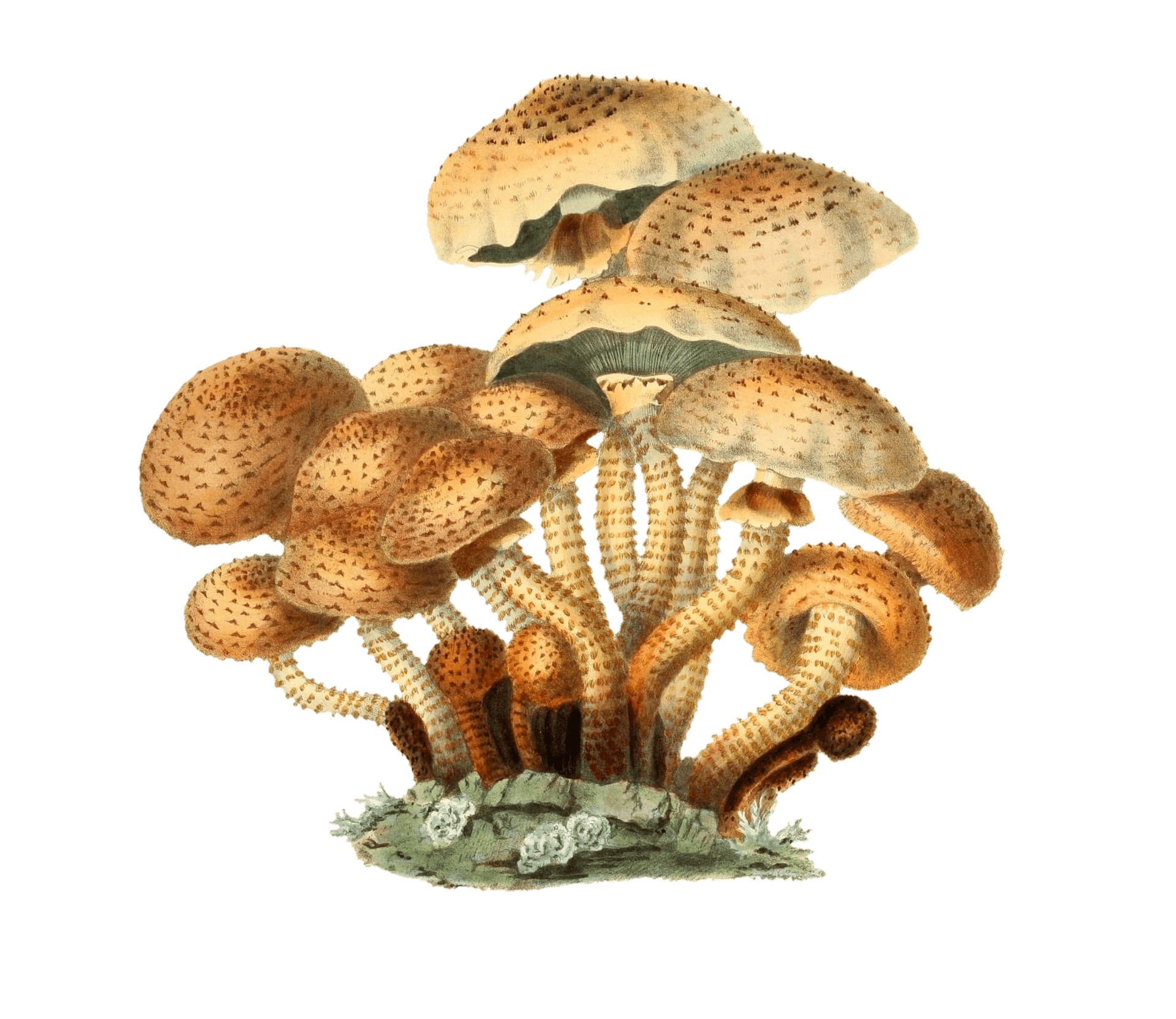 Group Of Mushrooms Vintage Illustration