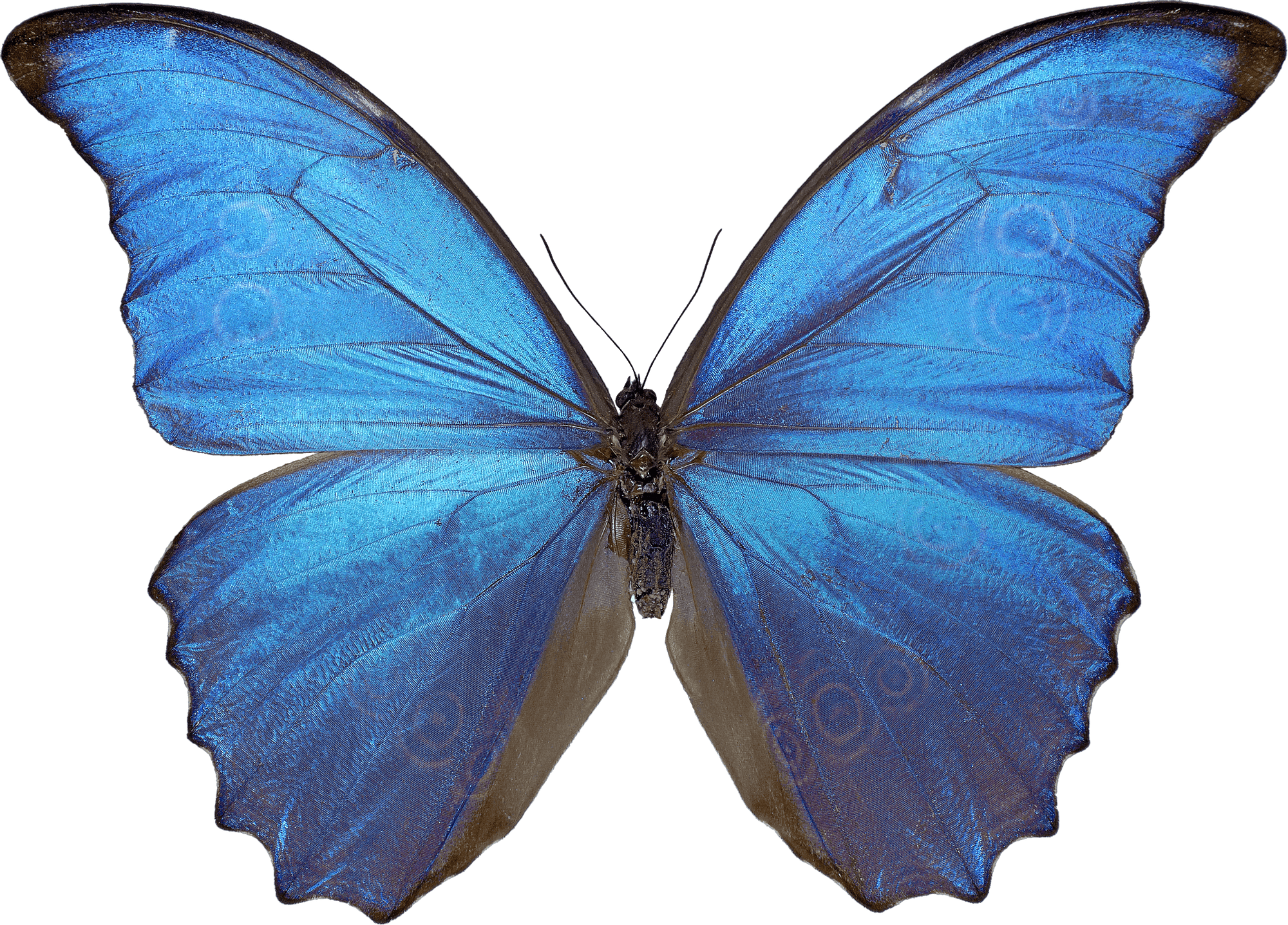 Beautiful Blue Butterfly