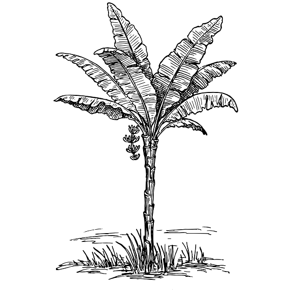 Vintage Palm Tree Drawing