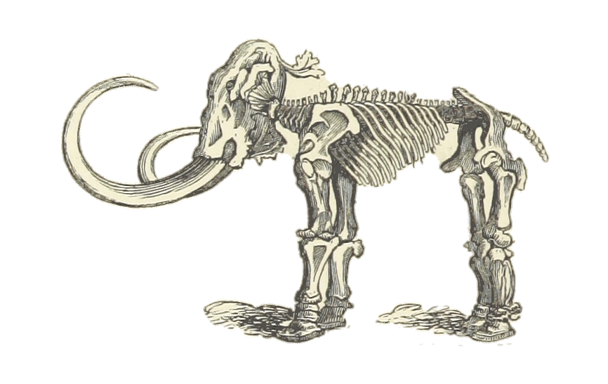 Mammoth Skeleton