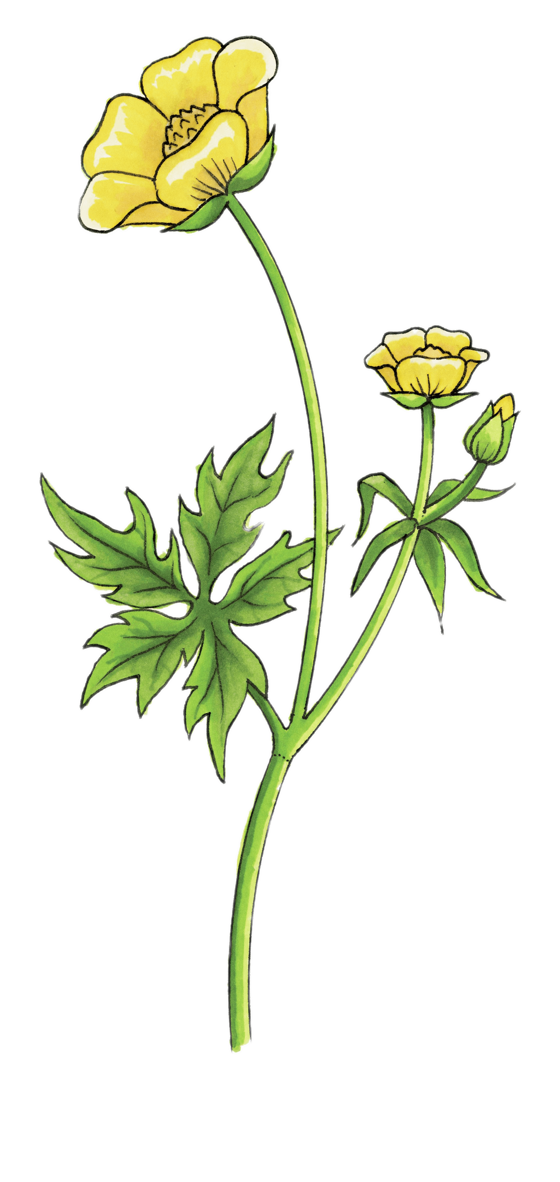 Buttercup Drawing