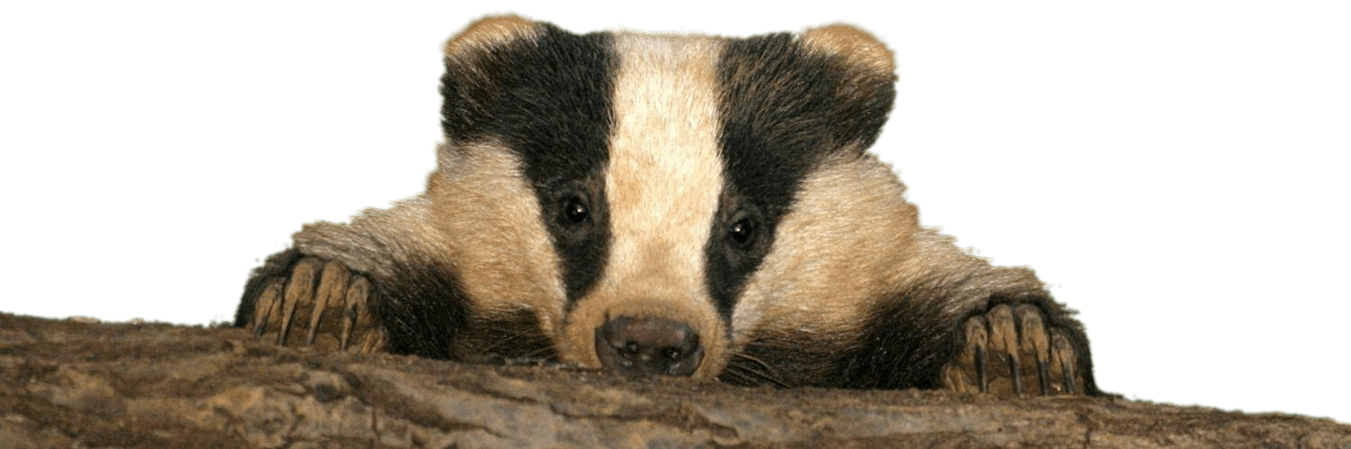 Baby Badger